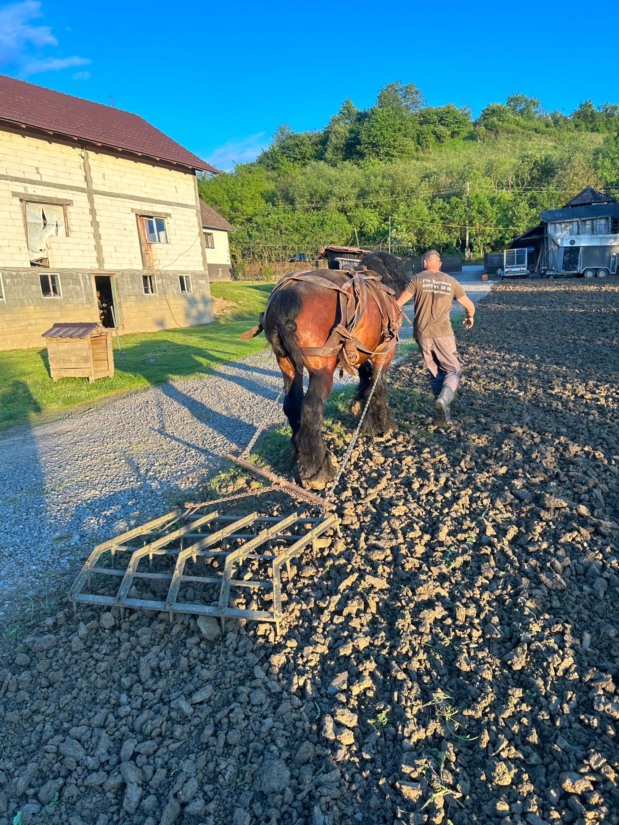 Armăsar belgian …