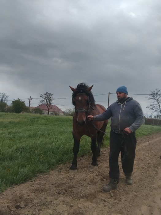 Vând iapă sura vîrta 3 ani gestantă