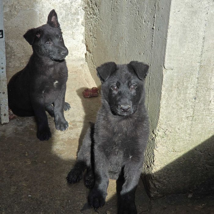 Женски Канадски Вълк