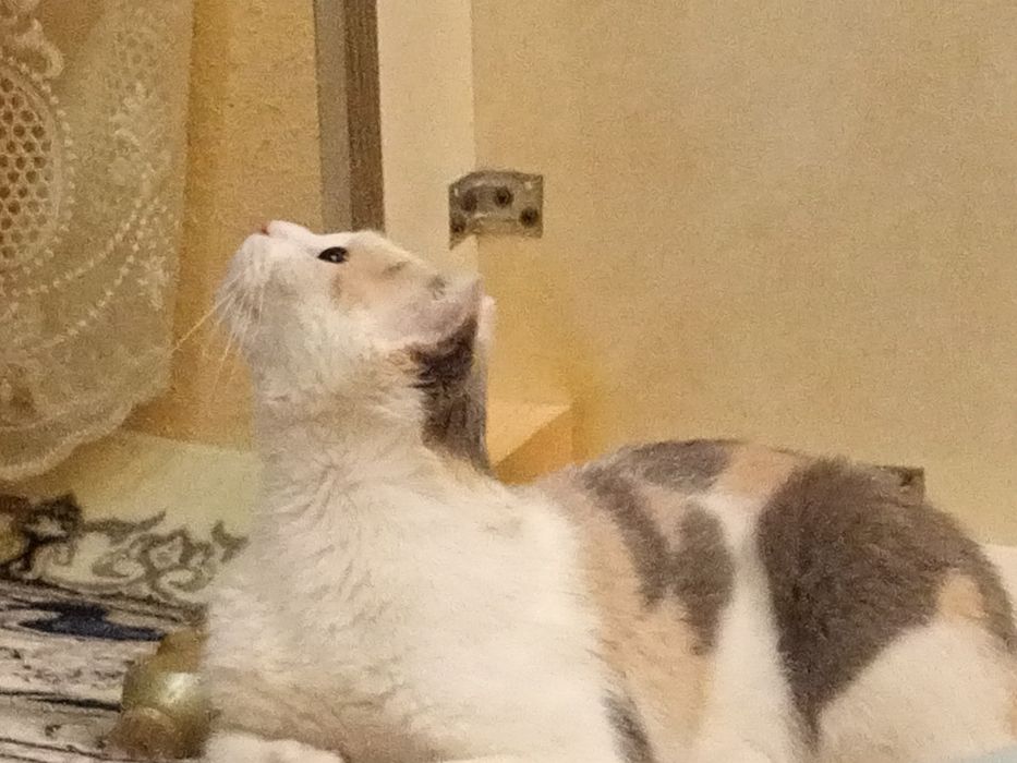 Mushuk zotdor qiz кошка шотландская