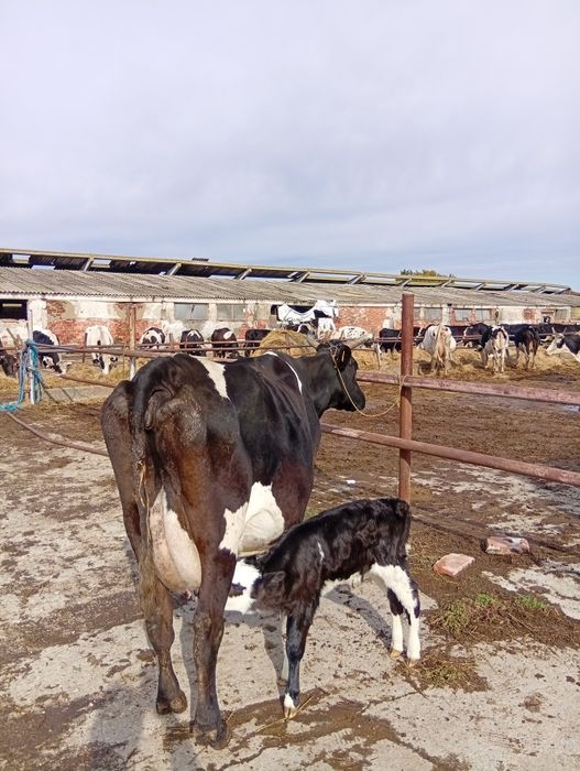 Vaci cu lapte si vitele