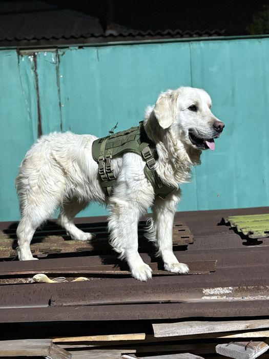 Токсическая шлейка размер-XL