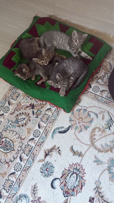 Котята котенок кошка кот