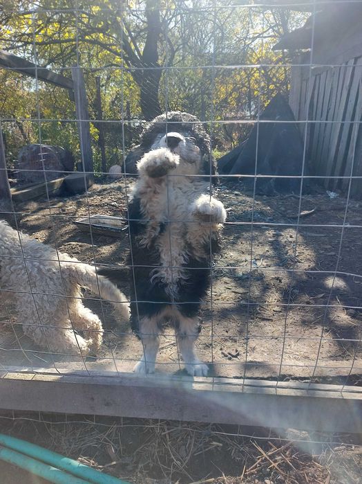 Femela Lagotto 2 luni