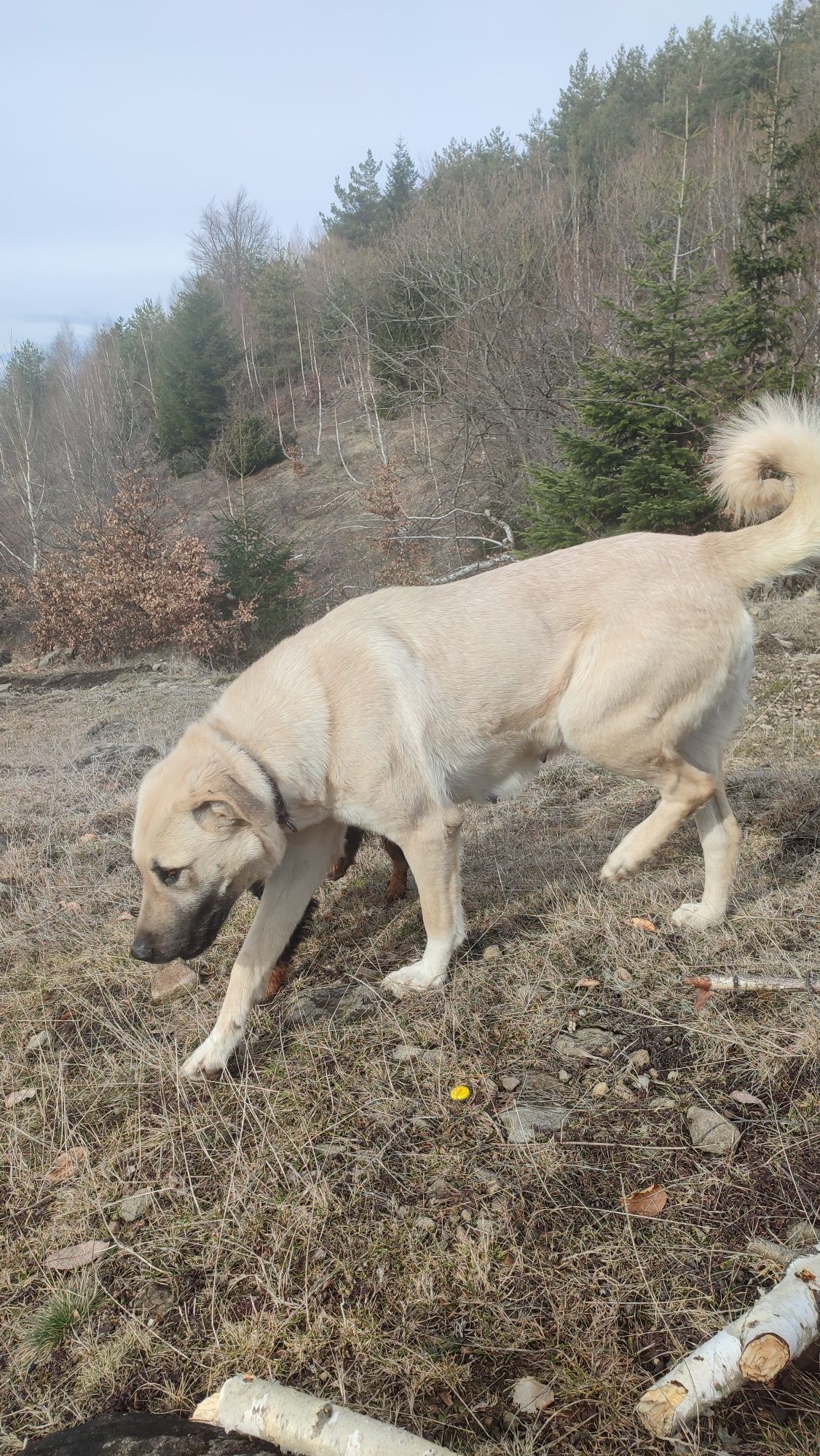 Vând femelă kangal