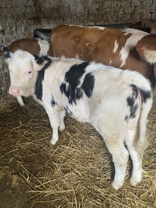 vand 2 vitele frumoase