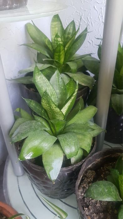 Продам комнатные растения