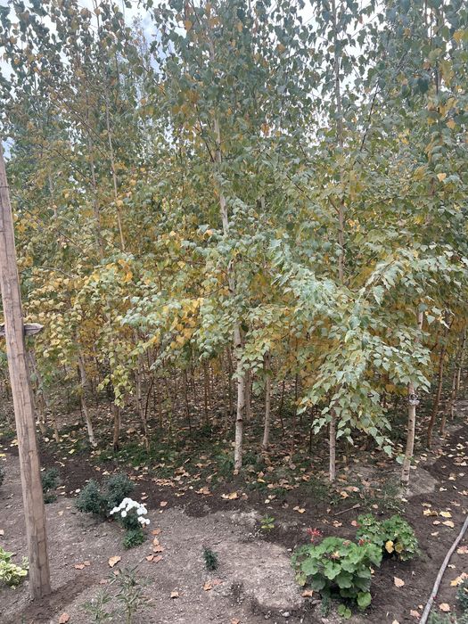 Арча ва манзарали дарахтлар берёза и голубая ель