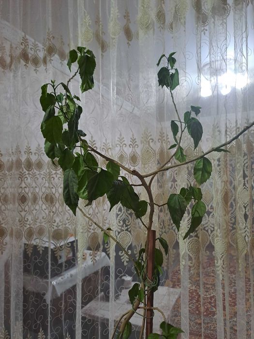 Китайская роза,цветёт