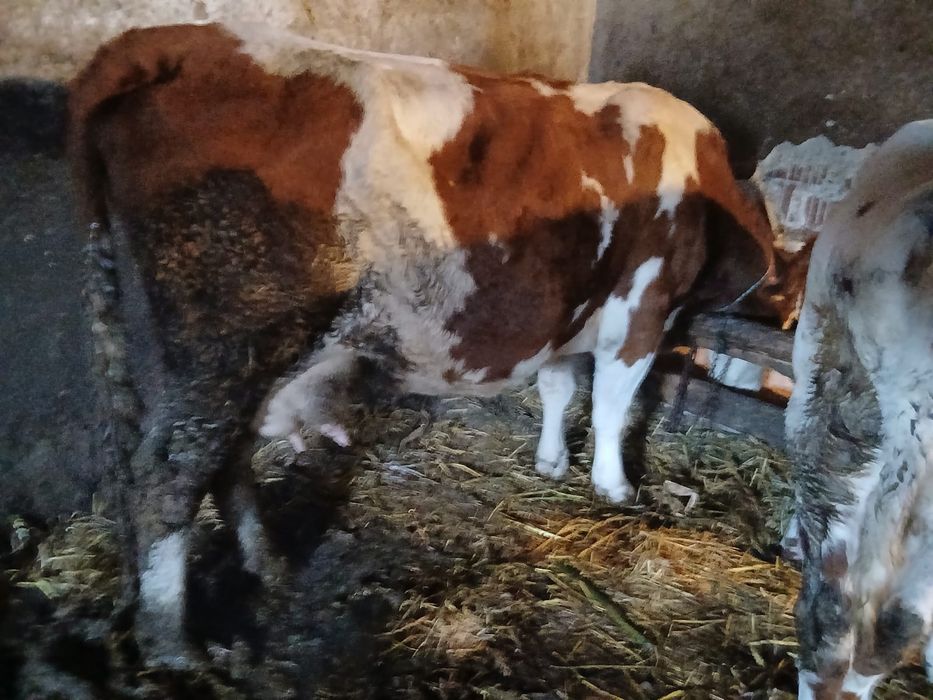 Vînd o juninca la prima fătare și o vacă de 6 ani