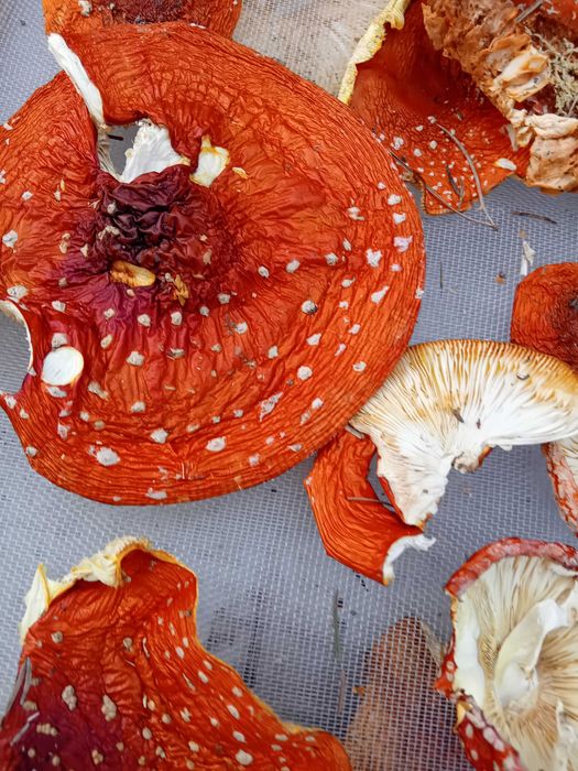 Сушени червени мухоморки