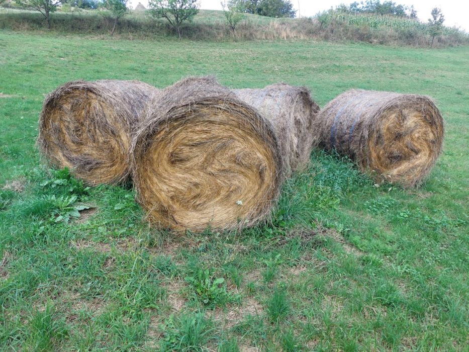 Vând baloți urgent