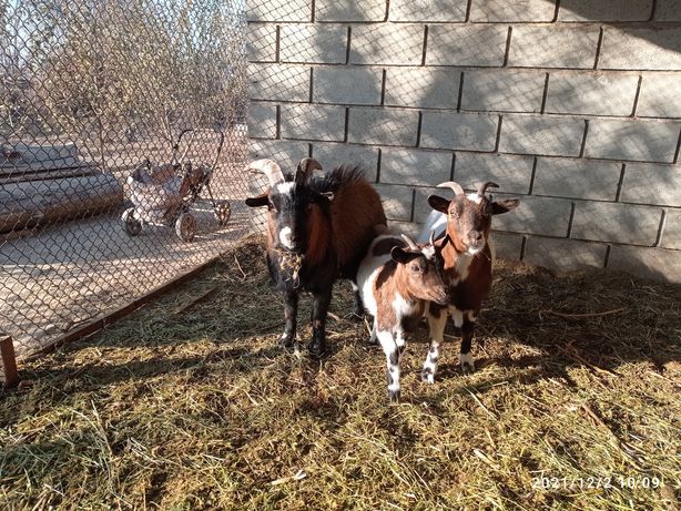 Продам камерунские карликовые козы