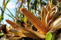 Продам кукурузу зерном оптом влажность 15 варианты обмена .