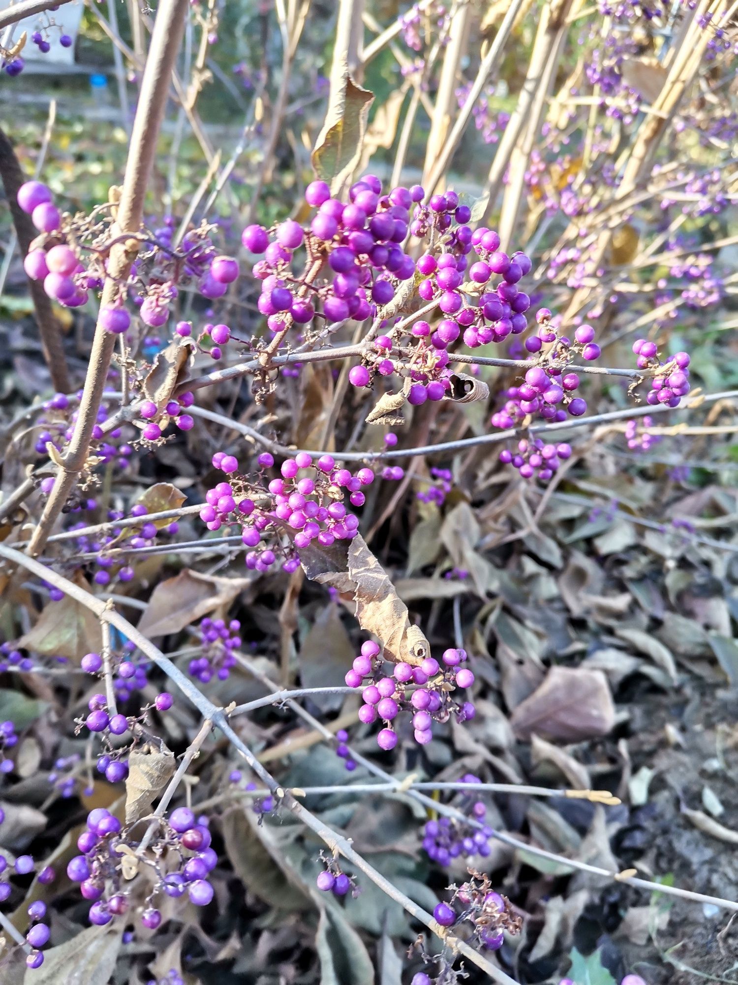 Callicarpa, planta ornamentala de gradina