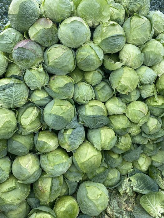 Varza ROMANEASCA pentru murat