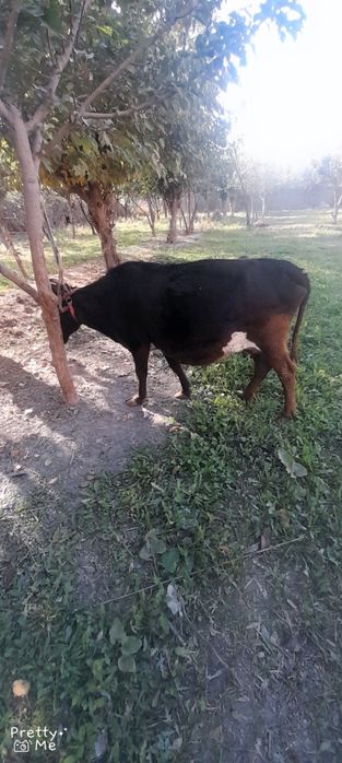 Bugoz sigir 4 bolasi qornidagi 7 oylik