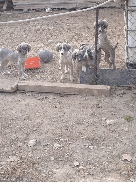 Тазы күшыктер бар ұргашы сатылады екы айлық