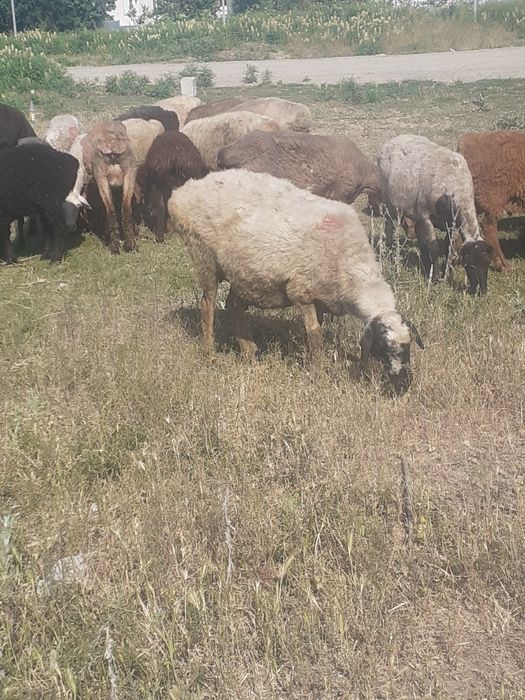 Койлар сатылады семз