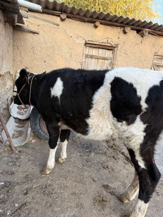 Екі 6 айлық ұрғашы бұзаулар сатылады