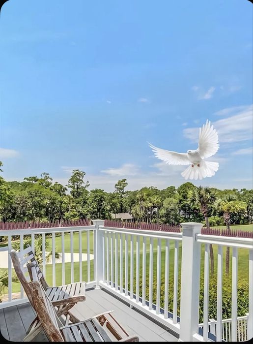 Установка и продажа Противоусадочных шипов от птиц и животных