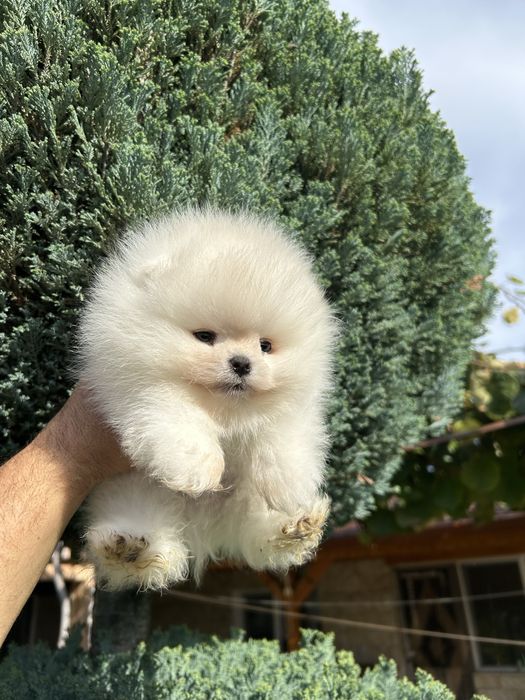 Уникално мини момче