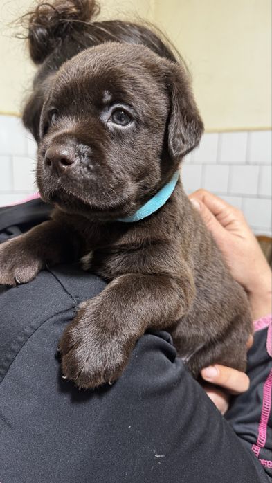 Pui Labrador Retriever