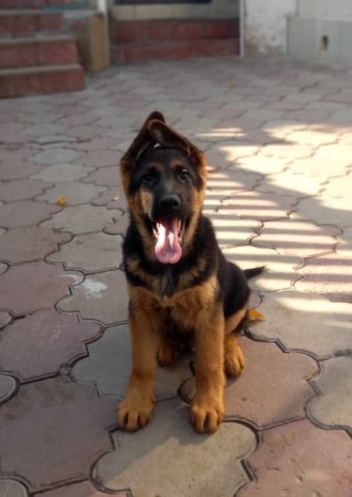 Чистокровные щенки немецкой овчарки