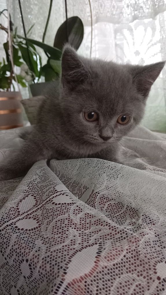 British shorthair