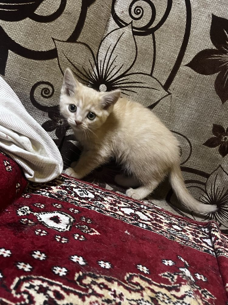 Продам котят возможен торг