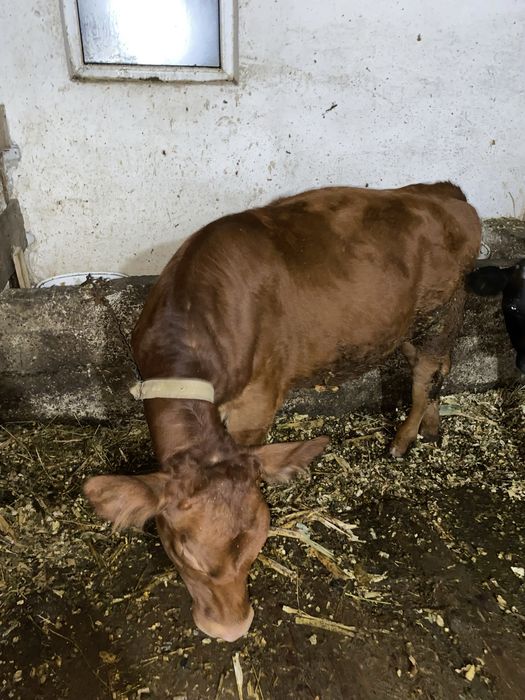 Vand Vitica angus