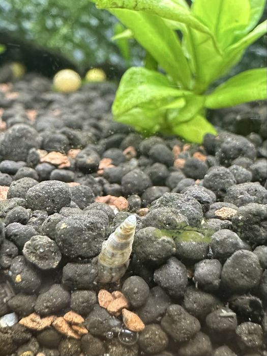 Melci de substrat 50 buc. - Melanoides tuberculata  - Melc de acvariu