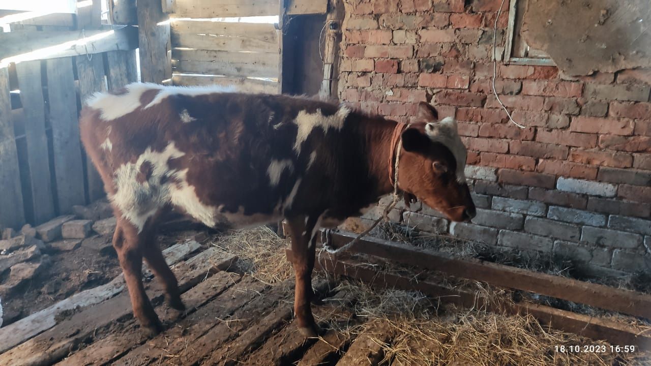 Продам корову ,тёлочку и бычка