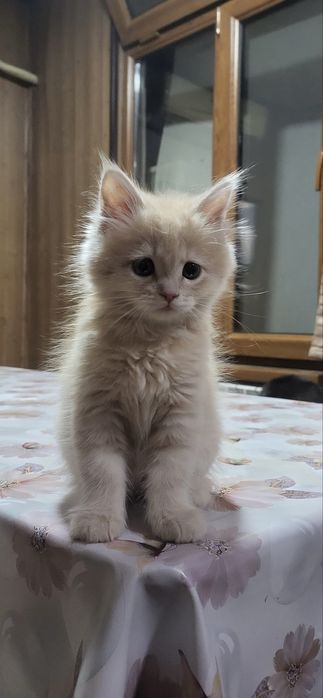 Кот для вязки очень красивый привитый и опытный