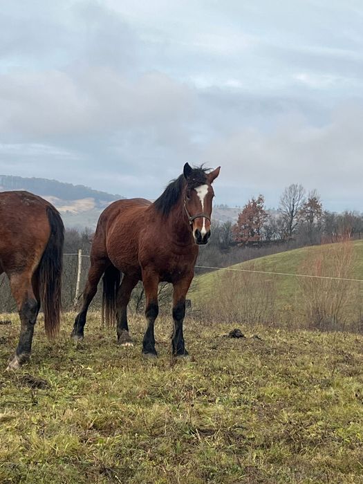 Vând 2 Mânze - Exemplare Superbe