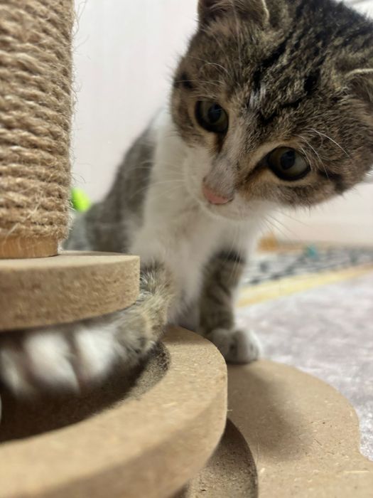 Отдам котенка в хорошие руки