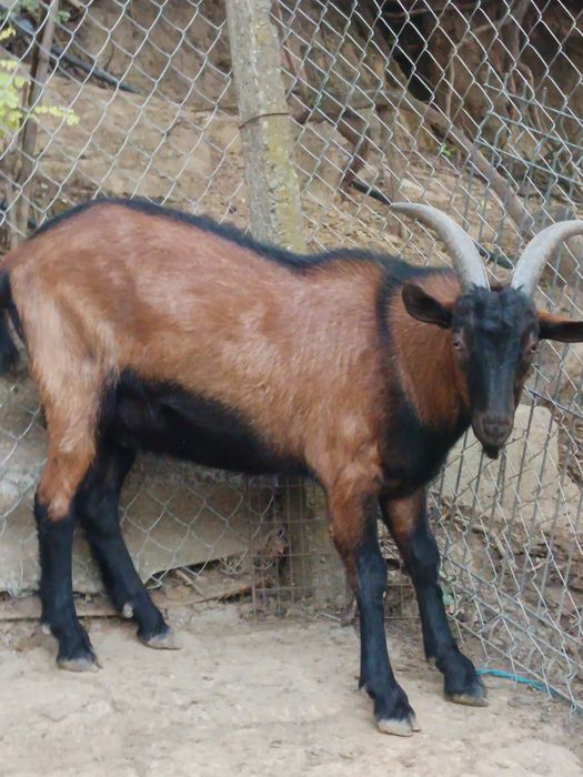 Țap Alpin Francez