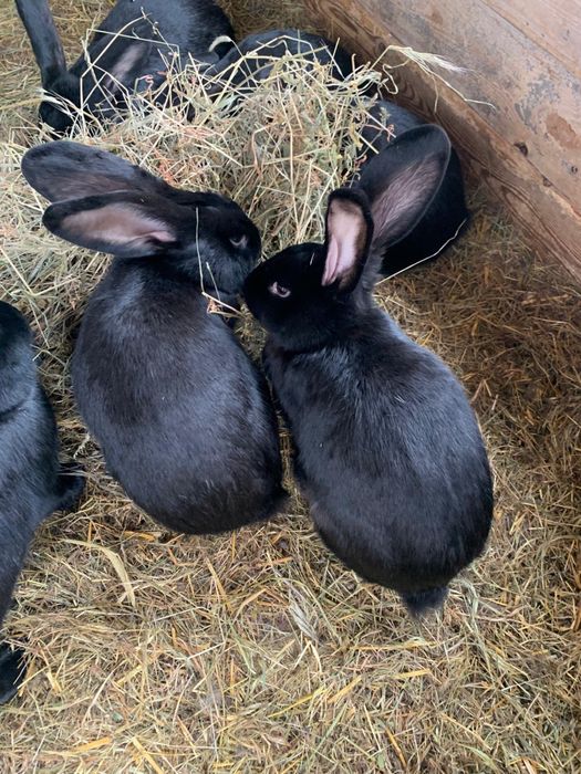 Vand Iepuri Urias German