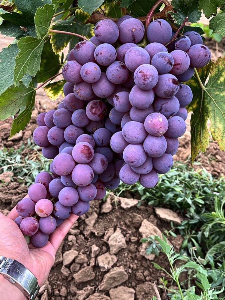 Struguri de masa si de vin Podgoria Panciu
