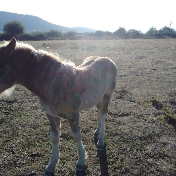 Un manz greu de vânzare din părinți grei este foarte cuminte