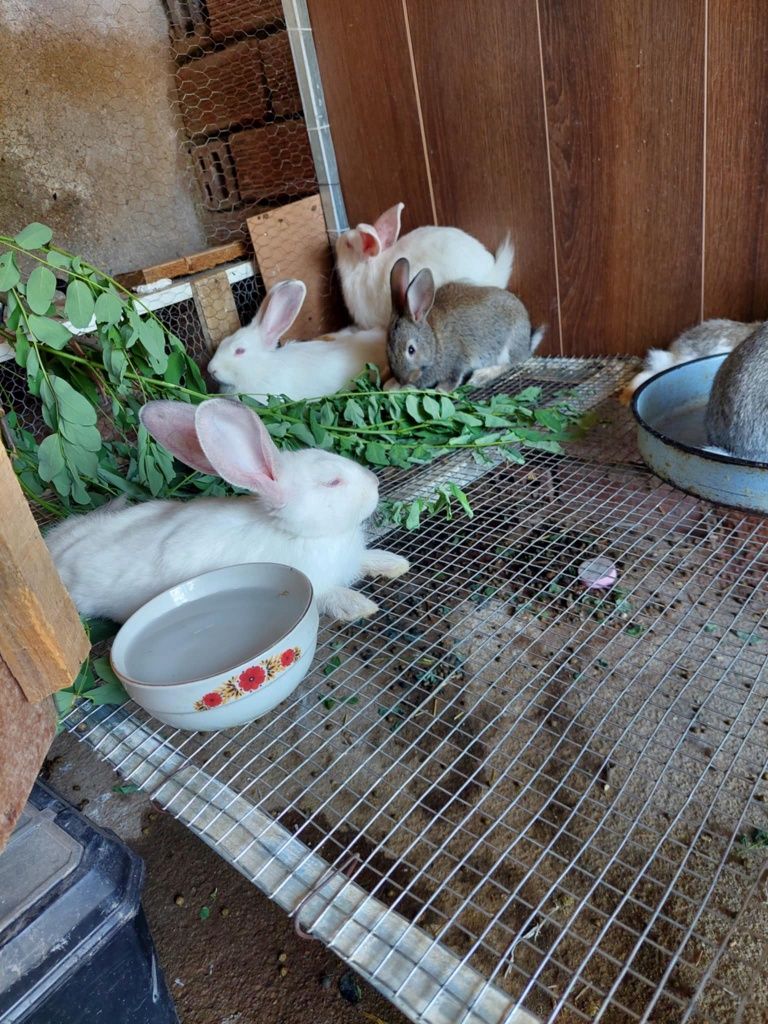 Малки зайчетата на 4м