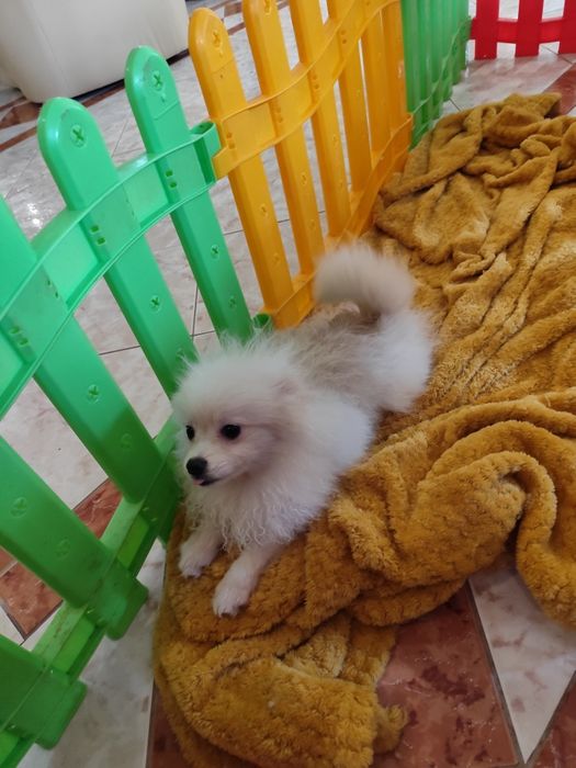 Pomeranian- pui superb talie mica 4 luni