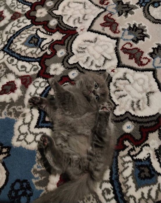 Британские длинношерстные котята