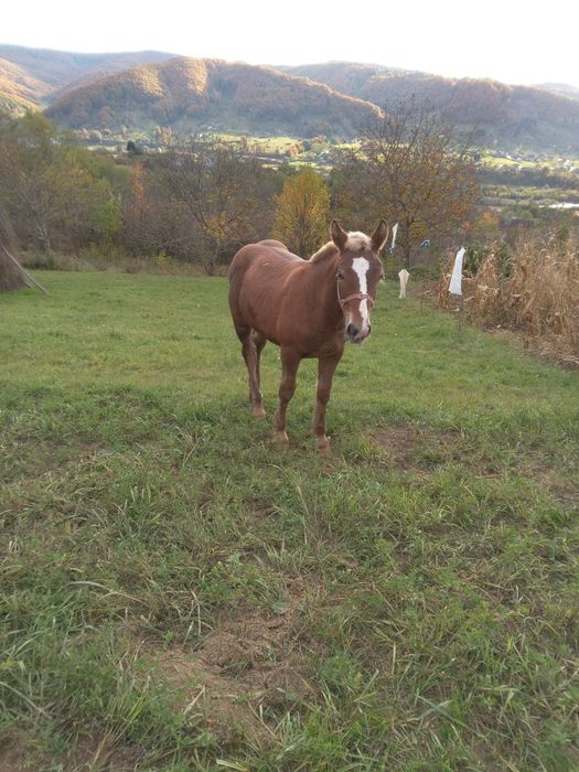 Mânz de vânzare de 6 luni