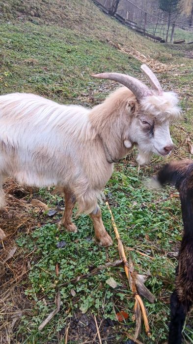 Vând tap urgent preț 500 lei