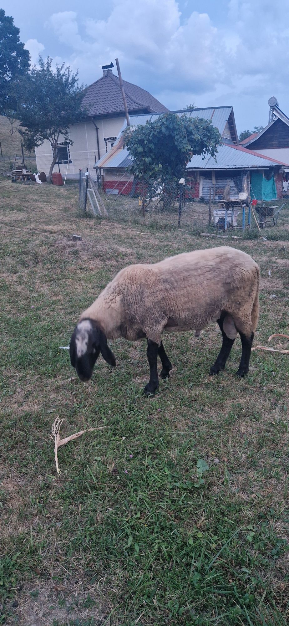 Vând berbec carabas și 2 oi bune de lapte