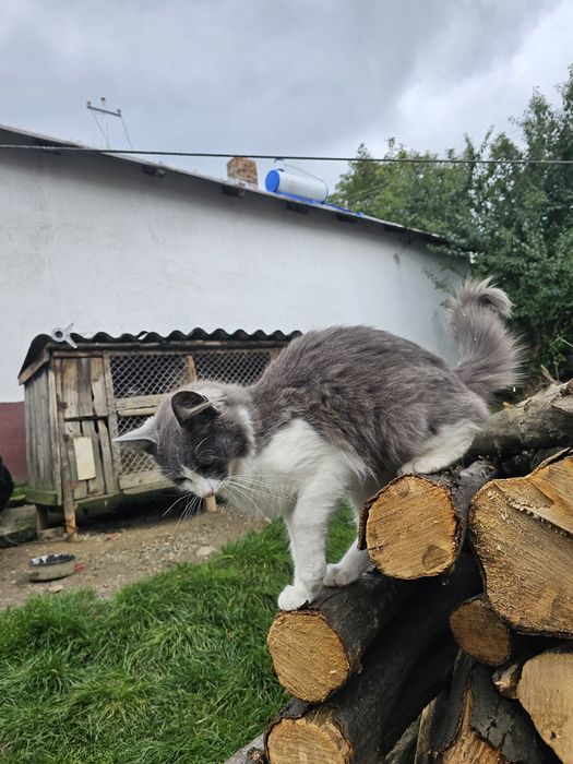 3 motanii spre adoptie