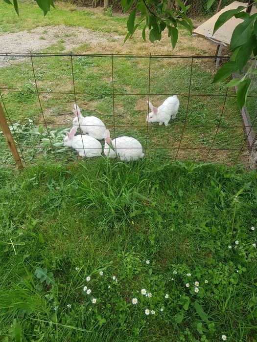 Зайци от порода Цика