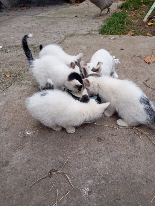 Подаряват се малки котета