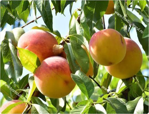 Pomi Fructiferi Stravechi Glia Stramoseasca ( Soiuri de Piersic )